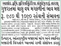 ગુજરાતમાં ચાલુ વર્ષે મગફળીનો ભાવ મણે રૂ. 980 થી 1090 રહેવાની સંભાવના