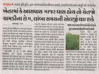 ખેતરમાં કે આસપાસ ગાજર ઘાસ હોય તો ચેતજો ચામડીના રોગ, લાંબા સમયની એલર્જી થઇ શકે